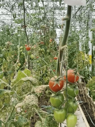 Studijsko putovanje na Island - slika 18