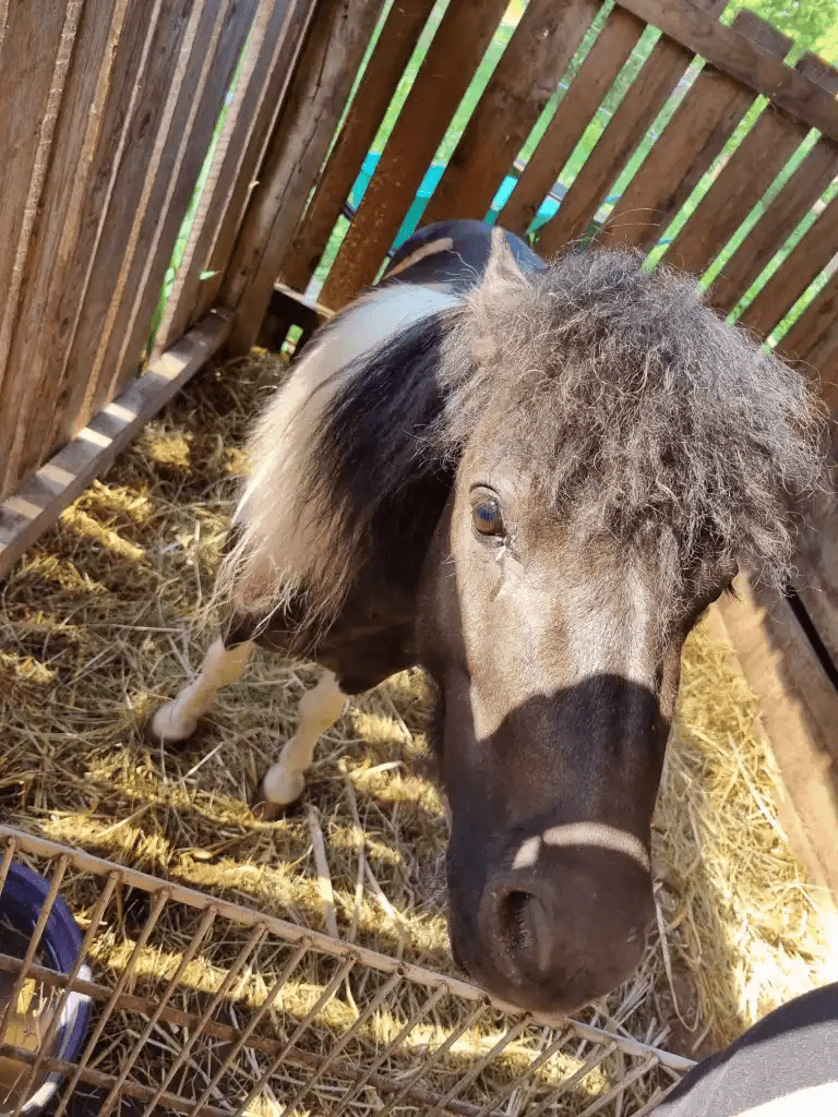 Velika ljubav: Utorak je u Udruzi OSIT Bjelovar rezerviran za druženje s četveronožnim prijateljima - slika 4