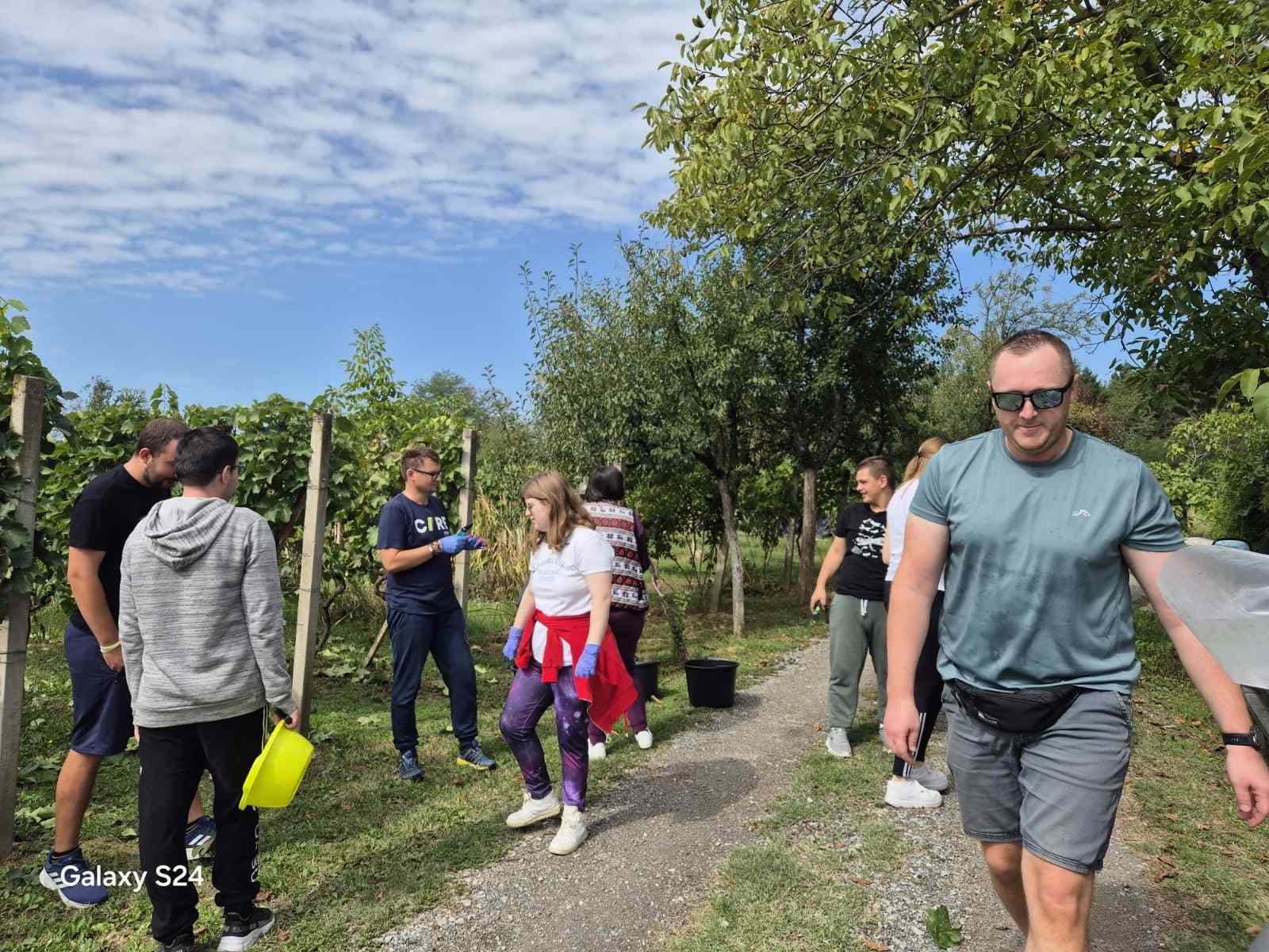 Udruga Vretenac iz Slatine organizirala prvu berbu grožđa - slika 1