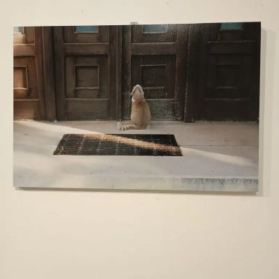 Izložba Udruge Svjetlo Zadar